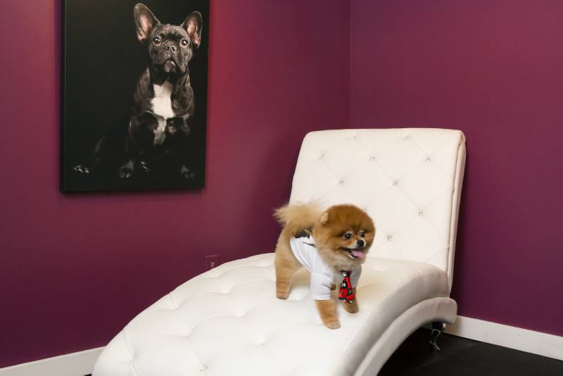 D Pet Hotels open in NYC