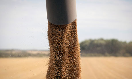Food crisis : UK Wheat Harvesting