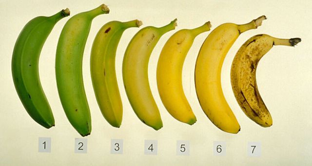 banani14545feg