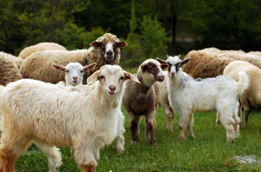 ovci kozi2