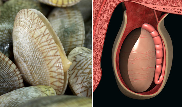 05-Clams-TesticlesFoods-That-Look-Like-Body-Parts-1