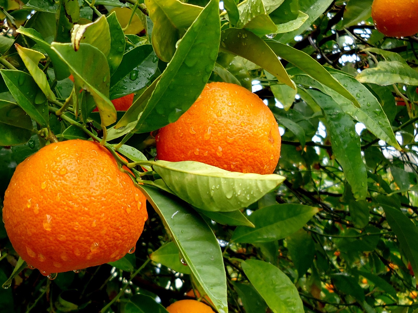 orange-tree-1600-1200-7892