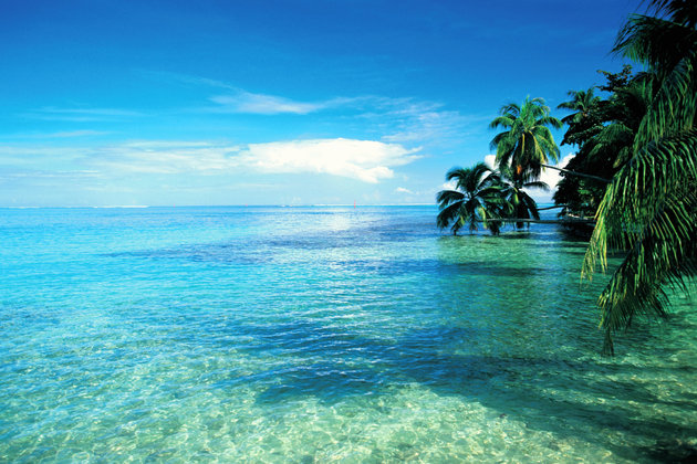 French Polynesia, Tahiti, Moorea Island, palms leaning over sea